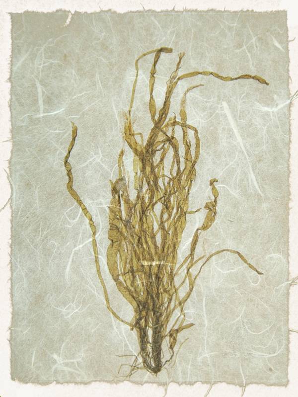 - on , Print by Forbes Art, measuring 19 x 15 cm (H x W) framed at 32 x 27 cm £28